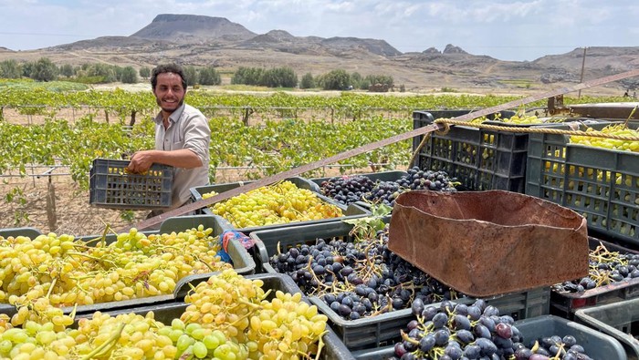 A raisin trader talks to a customer as Yemen's Houthi de facto authorities have imposed a ban on the import of raisins to stimulate local farmers to ramp up production and meet the demand for domestically-grown raisins, at a market in Sanaa, Yemen September 25, 2023. REUTERS/Khaled Abdullah
