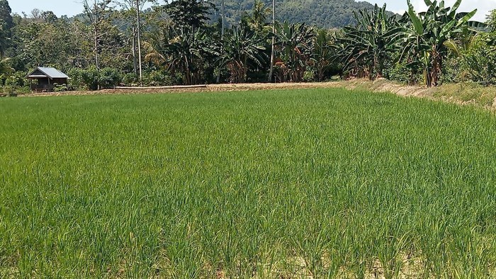50 hektare sawah di Palopo terdampak El Nino. Dokumen Istimewa