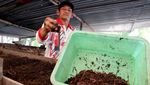Geli tapi Cuan! Bisnis Cacing Tanah di Jombang