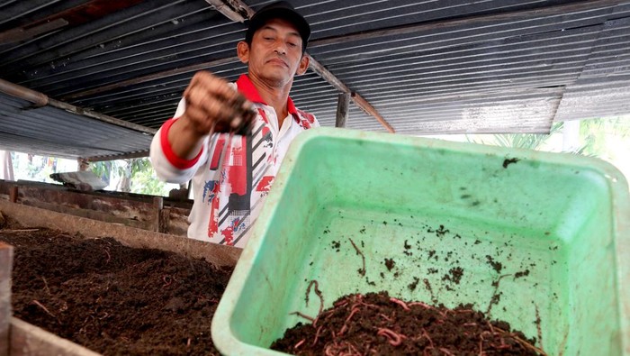 Budi daya cacing tanah di Jombang Warga memanen cacing tanah yang dibudidayakannya di Desa Jarak, Kecamatan Mojowarno, Kabupaten Jombang, Jawa Timur, Selasa (3/10/2023). Usaha budi daya cacing tanah untuk kebutuhan pakan burung maupun ikan yang dimulai tahun 2017 lalu dalam sebulan bisa memanen 1,5 ton cacing dengan harga Rp50 ribu per kilogram sedangkan tanah bekas kotoran cacing Rp20 per sak dimanfaatkan untuk pupuk organik. ANTARA FOTO/Syaiful Arif/foc.