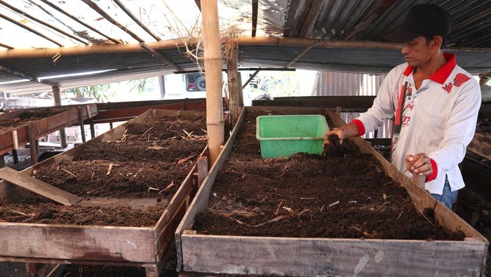 Warga memanen cacing tanah yang dibudidayakannya di Desa Jarak, Kecamatan Mojowarno, Kabupaten Jombang, Jawa Timur, Selasa (3/10/2023). Usaha budi daya cacing tanah untuk kebutuhan pakan burung maupun ikan yang dimulai tahun 2017 lalu dalam sebulan bisa memanen 1,5 ton cacing dengan harga Rp50 ribu per kilogram sedangkan tanah bekas kotoran cacing Rp20 per sak dimanfaatkan untuk pupuk organik. ANTARA FOTO/Syaiful Arif/foc.