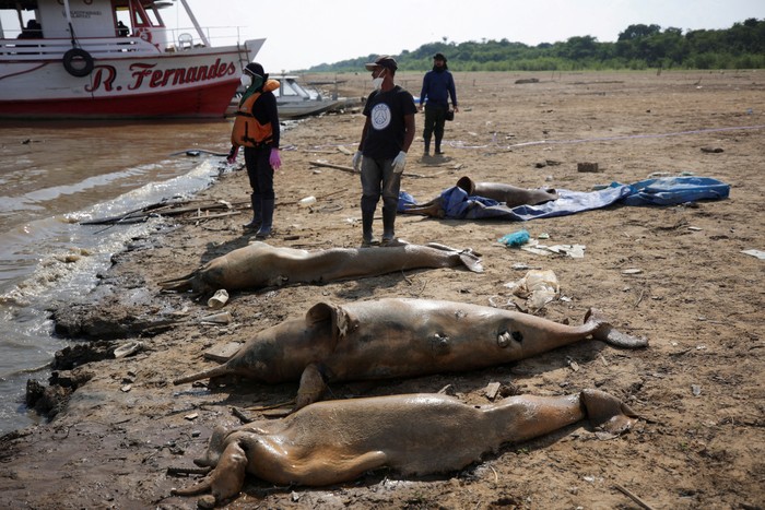 Gegara Kekeringan, 100 Lumba-lumba Mati di Amazon Researchers from the Mamiraua Institute for Sustainable Development retrieve a dead dolphin from the Tefe lake effluent of the Solimoes river that has been affected by the high temperatures and drought in Tefe, Amazonas state, Brazil, October 2, 2023. REUTERS/Bruno Kelly