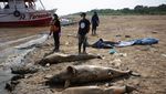 Ngeri! Sungai Amazon Mengering, Warlok Kurang Air Bersih, Lumba-lumba Mati