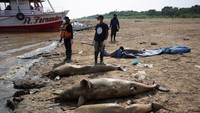 Para ahli tengah meneliti fenomena kematian massal lumba-lumba tersebut. Selain terdampak kekeringan, kemungkinan ada faktor lain yang menyebabkan kematian tersebut. (Bruno Kelly/Reuters)