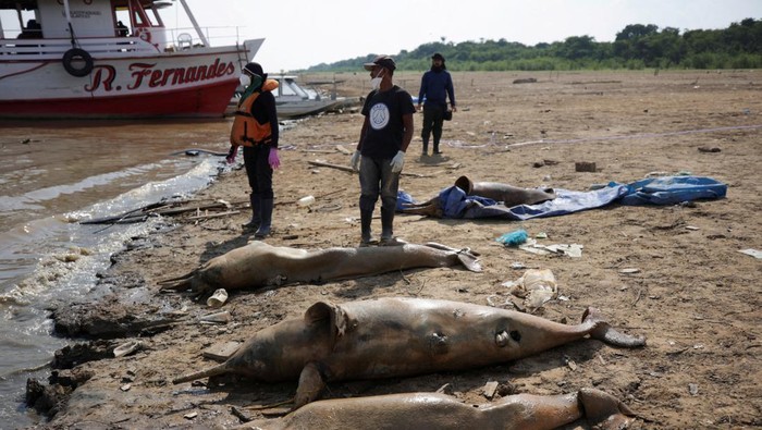 Researchers from the Mamiraua Institute for Sustainable Development retrieve a dead dolphin from the Tefe lake effluent of the Solimoes river that has been affected by the high temperatures and drought in Tefe, Amazonas state, Brazil, October 2, 2023. REUTERS/Bruno Kelly