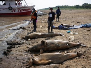 Ratusan Lumba-lumba di Sungai Amazon Mati, Benarkah Karena Perubahan Iklim?