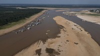 Sungai Amazon yang merupakan jalur perairan terbesar di dunia, saat ini sedang memasuki musim kemarau. Beberapa spesimen fauna sungai juga dilanda suhu yang mencapai rekor tertinggi.  