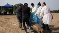 Para peneliti dan aktivis mencoba menyelamatkan lumba-lumba yang masih hidup dengan memindahkan mamalia air itu dari laguna dan kolam di pinggiran sungai, ke perairan utama sungai yang airnya lebih dingin. Namun, menurut CNN Brasil, operasi pemindahan itu tidak mudah karena letak area yang terpencil.  