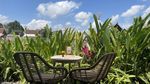 Potret Kafe Instagramable di Bali, Ngopi Sambil Lihat Sawah Asri