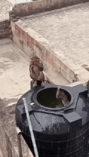 Masuk ke Cipayung, Kawanan Monyet Ada yang Berenang di Toren Air Warga