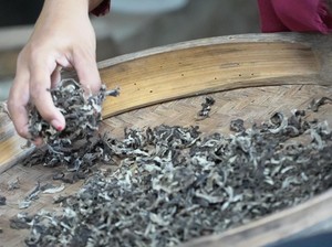 Manisnya Mangga Asli Kediri Diolah Jadi Krecek Pelem Podang