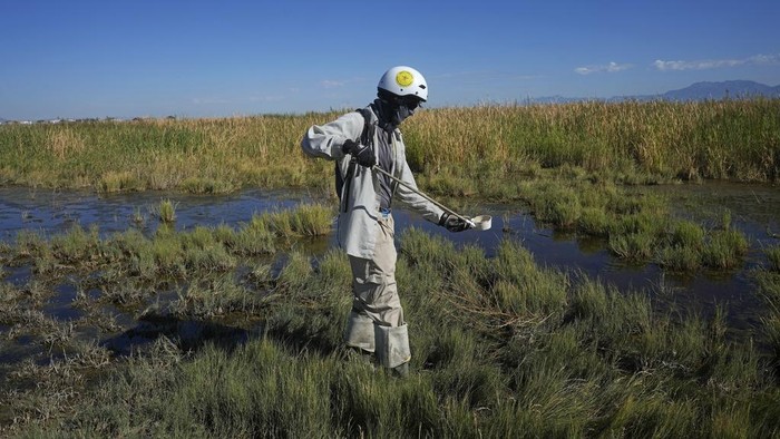 Ella Branham, a seasonal Vector Control Technician at the Salt Lake City Mosquito Abatement District, installs a mosquito trap in the wetlands north of the Salt Lake City International Airport on Monday, Aug. 28, 2023, in Salt Lake City. Mosquitoes can carry viruses including dengue, yellow fever, chikungunya and Zika. They are especially threatening to public health in Asia and Africa but are also closely monitored in the United States. (AP Photo/Rick Bowmer)