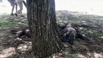 Bertamu ke Rumah Komodo, Si Kadal Purba
