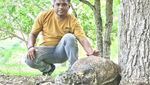 Bertamu ke Rumah Komodo, Si Kadal Purba
