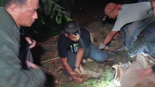 Petugas dari TNBB dan JSI saat melakukan evakuasi rusa yang ditemukan oleh masyarakat dengan sejumlah luka di Banjar Sumbersari, Desa Melaya, Kecamatan Melaya, Jembrana.