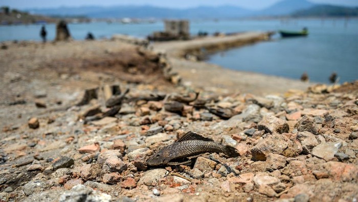 Waduk Jatigede Surut, Bekas Desa yang Tenggelam Kembali Muncul Foto udara permukiman warga yang muncul ke permukaan di pesisir Waduk Jatigede yang mengering di Darmaraja, Kabupaten Sumedang, Jawa Barat, Selasa (3/10/2023). Warga mengatakan sudah hampir tiga bulan, debit air Waduk Jatigede mengalami penyusutan sehingga permukiman warga di Desa Cipaku Kecamatan Darmaraja kembali muncul ke permukaan.