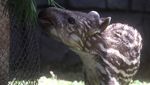 Batu Secret Zoo Tambah Koleksi Tapir Brasil