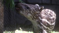 Diketahui, bayi tapir tersebut diberi nama Paulina.