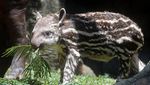 Batu Secret Zoo Tambah Koleksi Tapir Brasil
