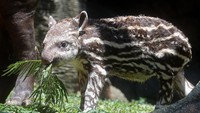 Bayi tapir Brazil (Tapirus terrestris) berusia empat minggu terlihat memakan dedaunan di Batu Secret Zoo, Jawa Timur, Rabu (4/10/2023).