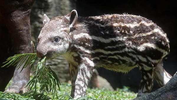 Batu Secret Zoo Tambah Koleksi Tapir Brasil
