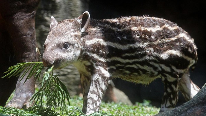 Bayi tapir Brazil (Tapirus terrestris) berusia empat minggu yang diberi nama Paulina memakan dedaunan di Batu Secret Zoo, Jawa Timur, Rabu (4/10/2023). Kelahiran bayi tapir tersebut menambah koleksi tapir brazil di kebun binatang tersebut menjadi tiga ekor. ANTARA FOTO/Ari Bowo Sucipto/foc.