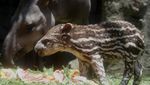 Batu Secret Zoo Tambah Koleksi Tapir Brasil