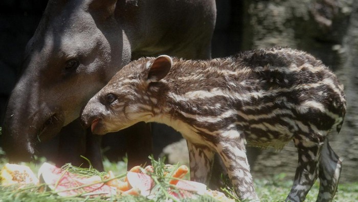 Bayi tapir Brazil (Tapirus terrestris) berusia empat minggu yang diberi nama Paulina memakan dedaunan di Batu Secret Zoo, Jawa Timur, Rabu (4/10/2023). Kelahiran bayi tapir tersebut menambah koleksi tapir brazil di kebun binatang tersebut menjadi tiga ekor. ANTARA FOTO/Ari Bowo Sucipto/foc.