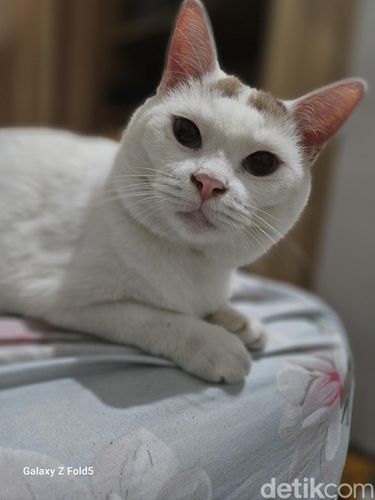 Hasil foto Samsung Galaxy Z Fold 5