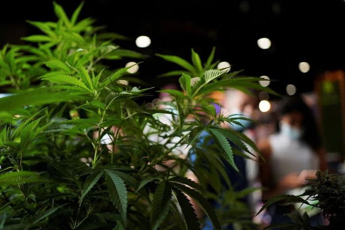 A general view of the cannabis plants displayed at the annual Expo Cannabis in Montevideo, Uruguay, December 4, 2021. REUTERS/Mariana Greif/File Photo Acquire Licensing Rights