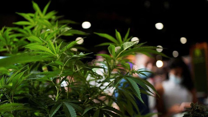 A general view of the cannabis plants displayed at the annual Expo Cannabis in Montevideo, Uruguay, December 4, 2021. REUTERS/Mariana Greif/File Photo Acquire Licensing Rights