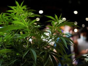 Alasan Pemerintah Jerman Legalkan Ganja untuk Penggunaan Pribadi