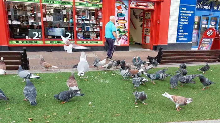 Kota di selatan London seakan diambil alih oleh burung-burung. Kotoran burung pun berjatuhan dari atas langit.