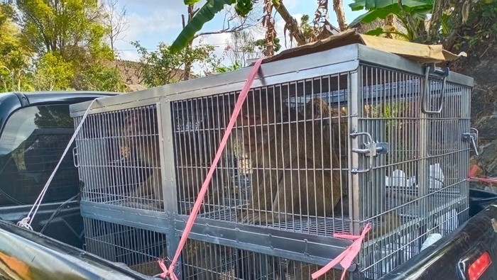 Monyet ekor panjang yang berhasil ditangkap warga Desa Sangup, Kecamatan Tamansari diserahkan ke DLH Boyolali dan BKSDA. Warga terpaksa menangkap monyet-monyet itu karena menyerang lahan dan rumah warga.