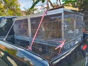 Serangan Monyet Makin Parah Bikin Warga Lereng Merapi Takut Tanami Lahan