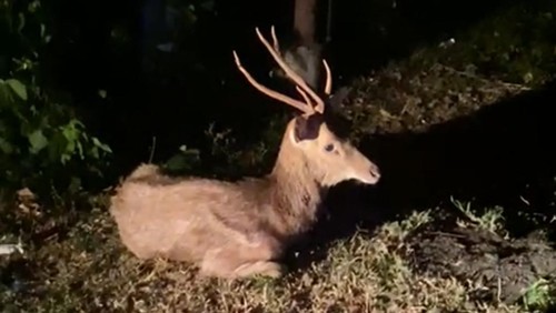 Rusa TNBB yang ditemukan luka parah mati setelah mendapatkan perawatan, Selasa (4/10/2023).