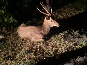 Rusa TNBB yang Ditemukan Penuh Luka Akhirnya Mati