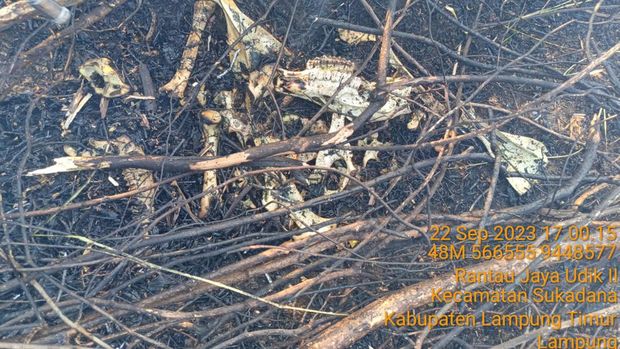 Satwa yang mati di TNWK akibat kebakaran lahan tinggal tulang-belulang.