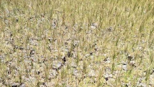 Padi gagal panen di persawahan Tambak di desa Nanga Labang, Kabupaten Manggarai Timur mengalami kekeringan.