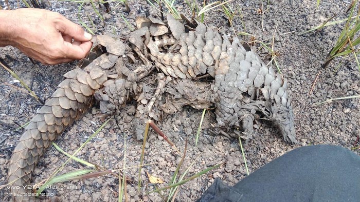 Trenggiling di Taman Nasional Way Kambas mati akibat kebakaran lahan.