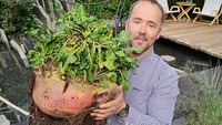 Kalau ini potret Kevin Fortey saat memamerkan buah bit terberat di dunia yang mencapai 23,995 kg. Rasanya lebih berat dari menggendong anak-anak sepertinya! Foto: Guinness World Records