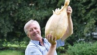 Bawang bombai terbesar di dunia ini berhasil ditanam Gareth Griffin. Beratnya lebih besar dari bola bowling yaitu 8,97 kilogram (kg)! Foto: Guinness World Records