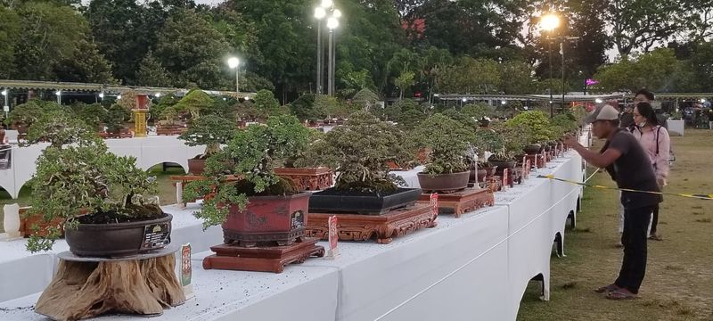 Beberapa pengunjung saat menikmati pameran bonsai nasional sensasi bonsai Denpasar tahun 2023 pada Kamis (5/10/2023) di Lapangan Niti Mandala Renon, Denpasar, Bali. (Ni Made Lastri Karsiani Putri-detikBali)