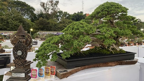 Bonsai ileng-ileng yang harganya diperkirakan tembus hingga Rp 200 juta lebih pada Kamis (5/10/2023) di Lapangan Niti Mandala Renon, Denpasar, Bali. (Indah Dwi Hastuti-detikBali)