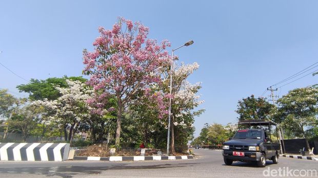 Bunga tabebuya bermekaran di jalanan Kota Semarang, Kamis (5/10/2023).
