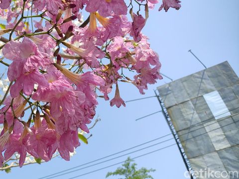 Bunga tabebuya bermekaran di jalanan Kota Semarang, Kamis (5/10/2023).