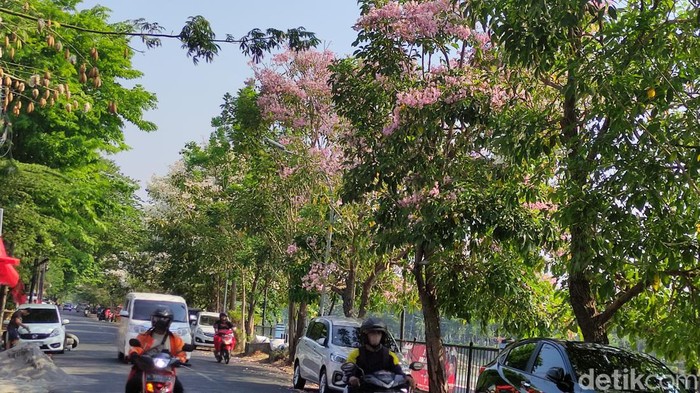 Bunga tabebuya yang mekar di Semarang, Kamis (5/10/2023).
