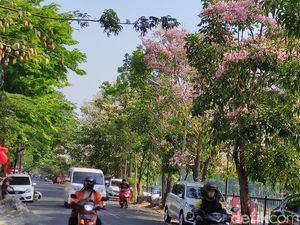 Penampakan Tabebuya Mekar yang Bikin Suasana Semarang Mirip di Jepang