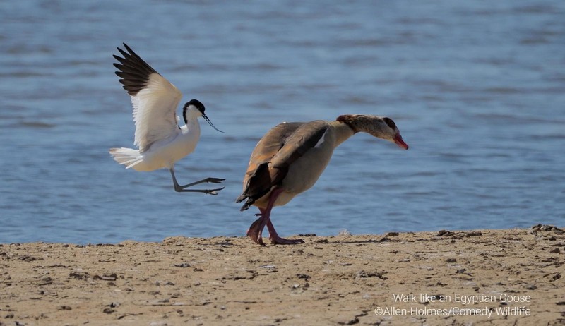 Comedy Wildlife Photo Awards