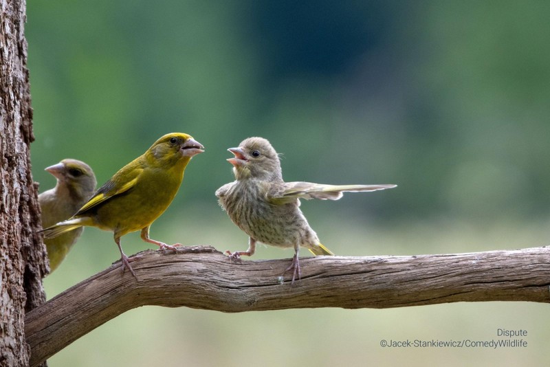 Comedy Wildlife Photo Awards